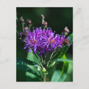 Carte postale Fleur sauvage pourpre aux algues App