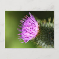 Fleur sauvage pourpre de chardon de lait