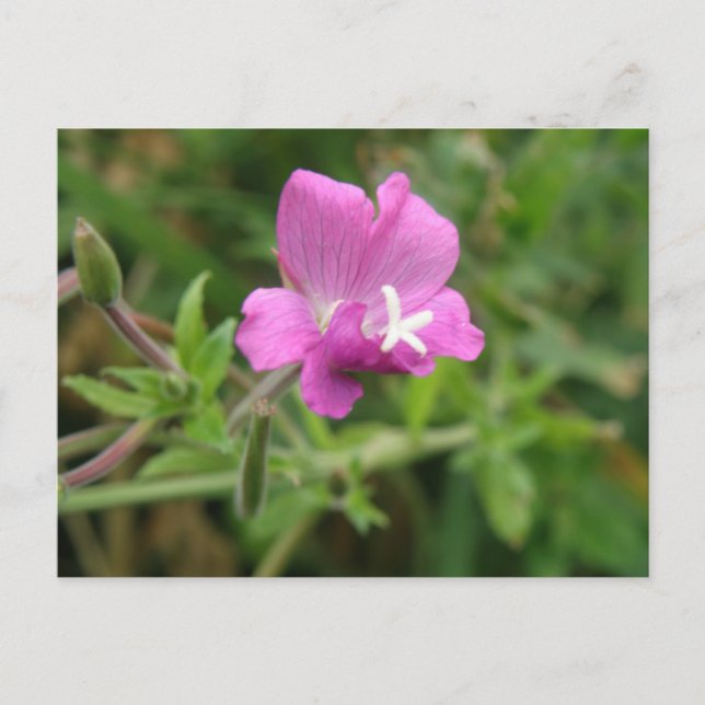 Carte postale fleur sauvage Red Campion (Devant)
