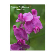 Carte postale Fleur sauvage rose Virginia Sweet Pe