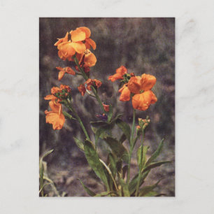 Carte Postale Fleur sauvage Wallflower