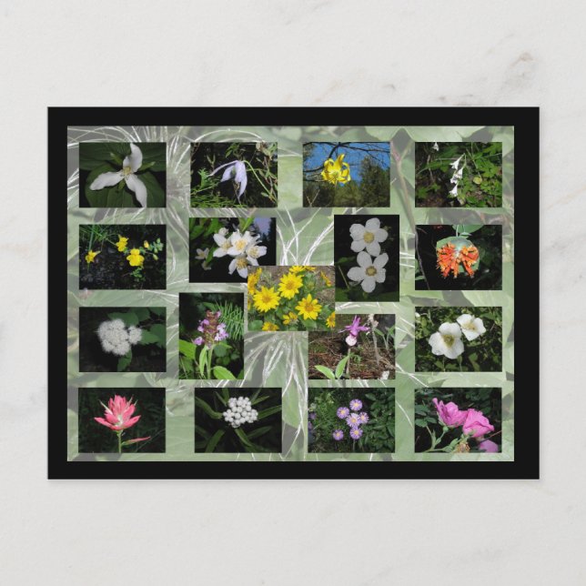 Carte postale Fleur sauvage Western Montana (Devant)