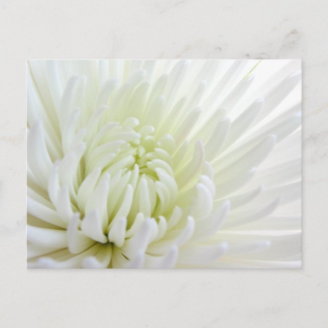 Carte postale Fleur Spidermum Blanc (Devant)