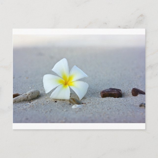Carte Postale Fleur sur la plage (Devant)