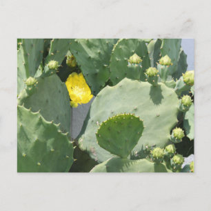 Carte Postale Fleur Texas Cactus