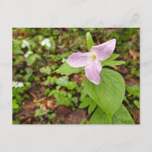 Carte Postale Fleur Trillium Rose
