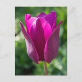 Carte postale Fleur Tulipe Rose