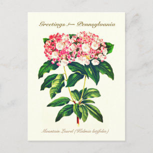 Carte Postale Fleur vintage de laurier de montagne
