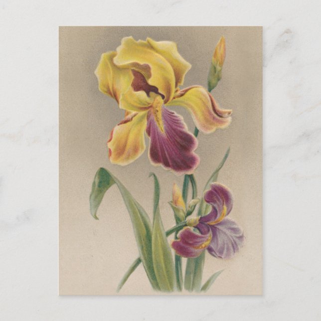 Carte Postale Fleur vintage Iris (Devant)