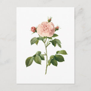 Carte Postale Fleur vintage, Rose rose par Redoute Postcard