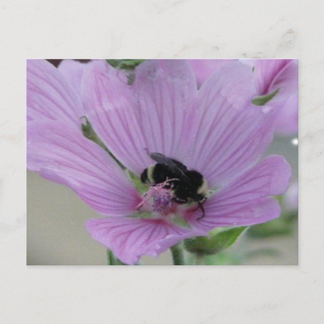 Carte Postale Fleur violet clair avec abeille (Devant)
