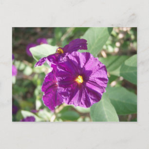 Carte Postale Fleur violette