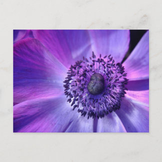 Carte Postale Fleur violette