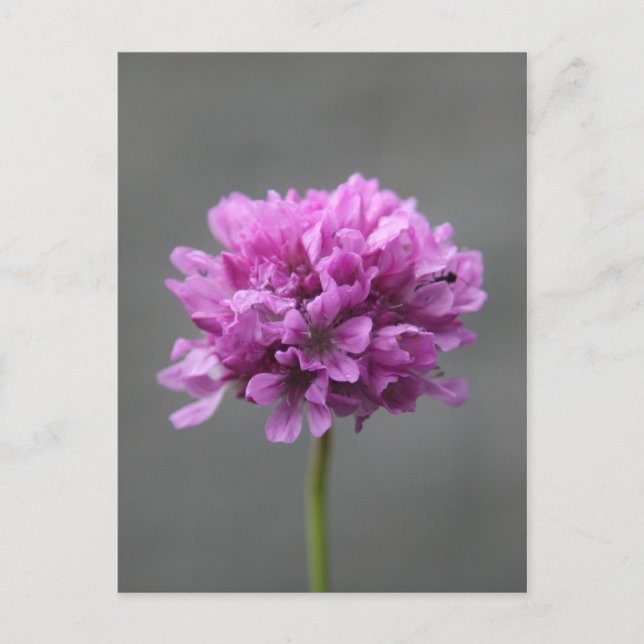 Carte Postale fleur violette avec fourmi (Devant)
