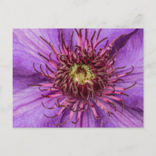 Carte Postale Fleur violette Clematis