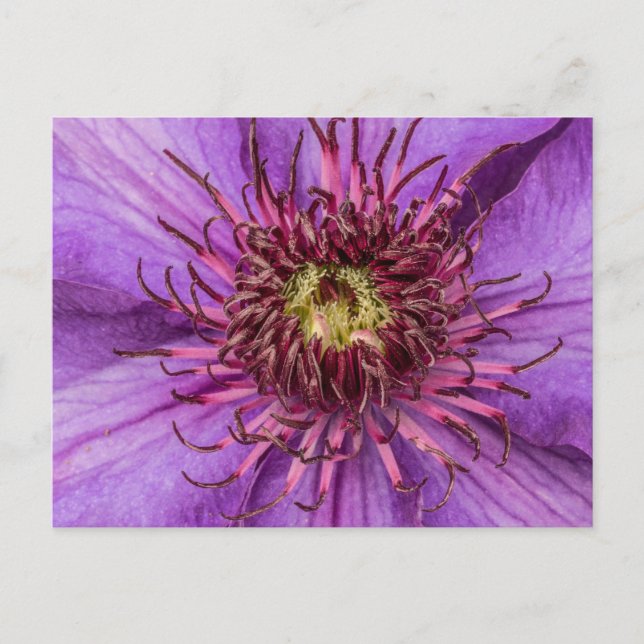 Carte Postale Fleur violette Clematis (Devant)