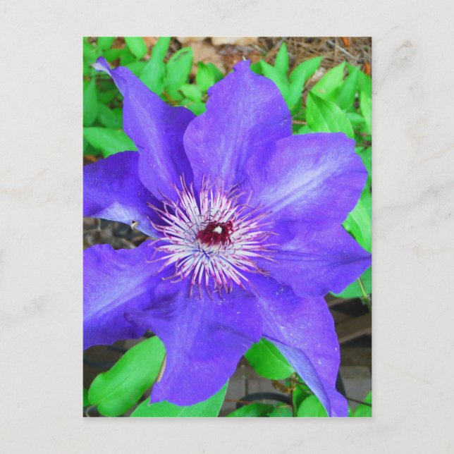 Carte Postale Fleur violette Clematis (Devant)