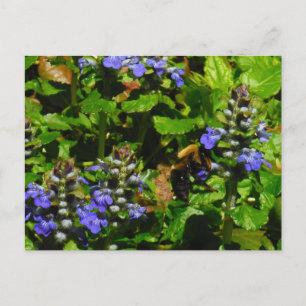 Carte Postale Fleur violette et abeille boursouflante