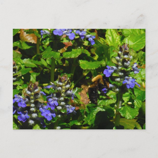 Carte Postale Fleur violette et abeille boursouflante (Devant)