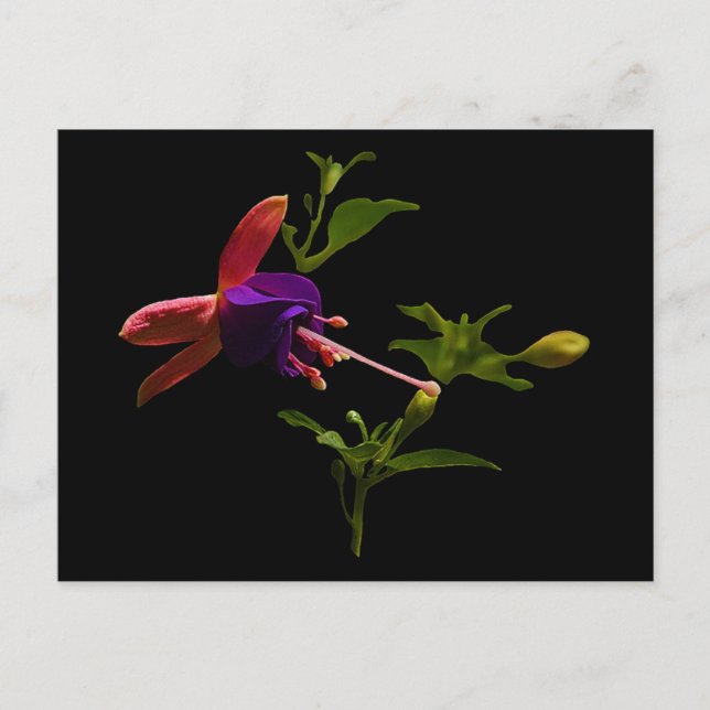 Carte Postale Fleur violette Fuchsia (Devant)