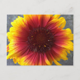 Carte Postale Fleur vive