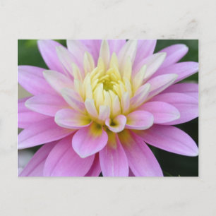 Carte postale Fleur Zen - Dahlia