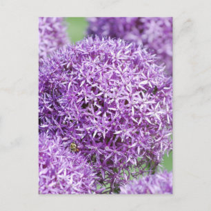 Carte postale Fleurie Allium Flowers