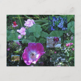 Carte Postale fleurir par-dessus tout le reste fleurir