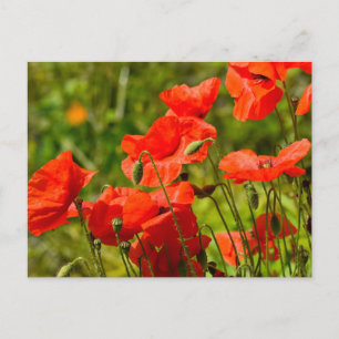 Carte Postale Fleurs