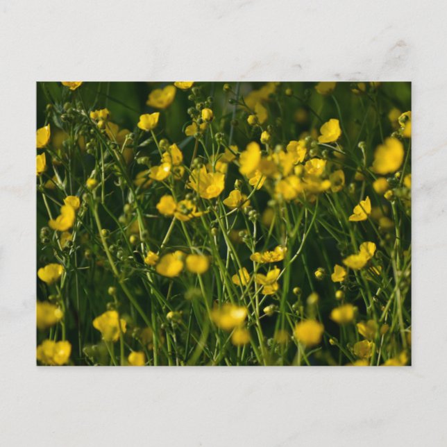 Carte Postale Fleurs (Devant)