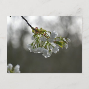 Carte Postale Fleurs