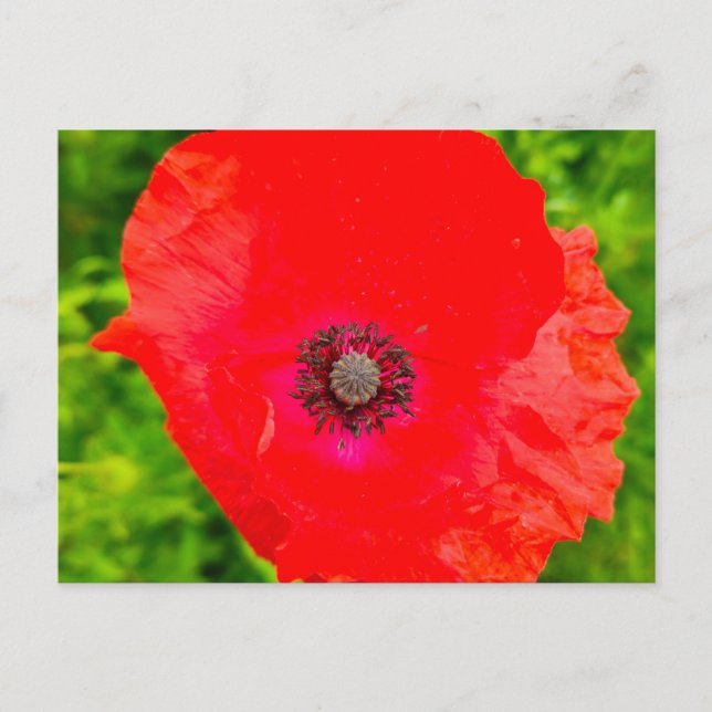 Carte Postale Fleurs (Devant)