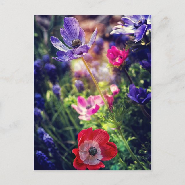 Carte Postale Fleurs (Devant)