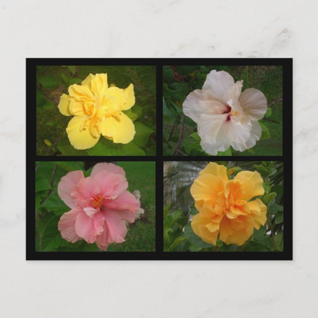 Carte Postale Fleurs (Devant)