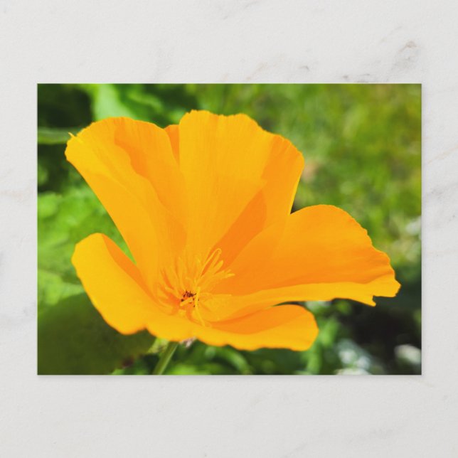 Carte Postale Fleurs (Devant)
