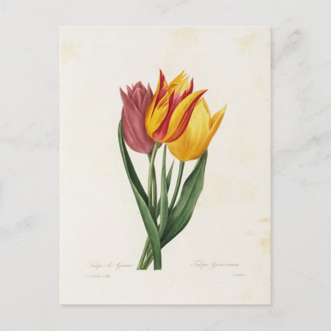 Carte Postale Fleurs 9 (Devant)