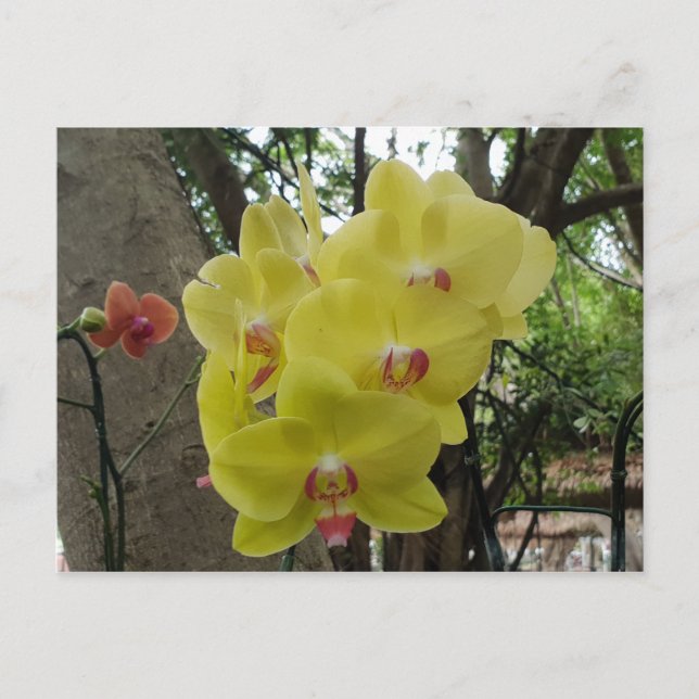 Carte Postale Fleurs à Chiang Mai Thaïlande (Devant)