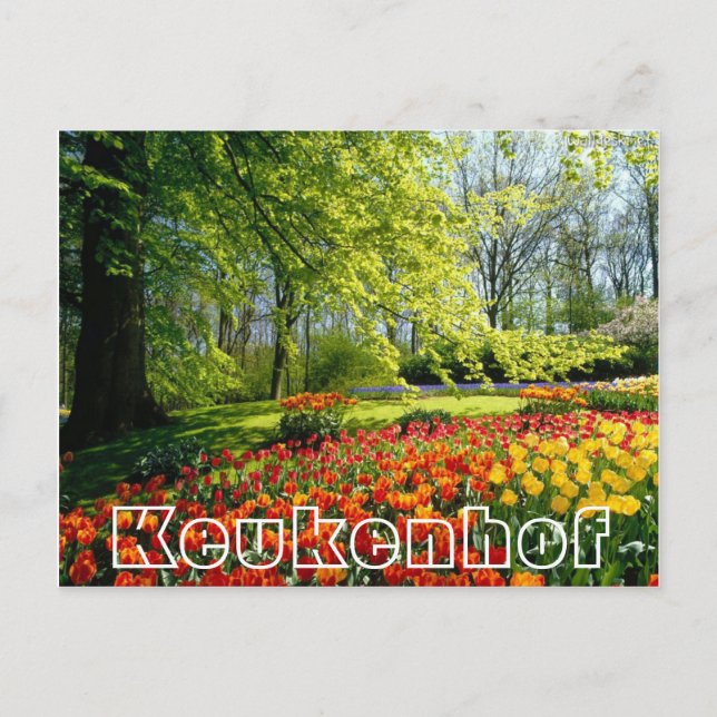 Carte Postale Fleurs à Keukenhof,, arbres et tulipes (Devant)