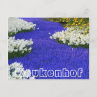 Fleurs à Keukenhof, blanc et violet