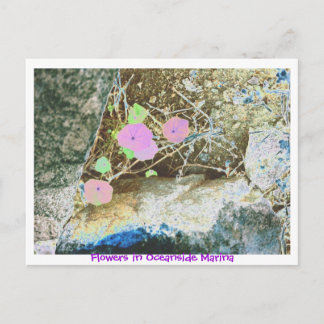 Carte Postale Fleurs à Oceanside Marina