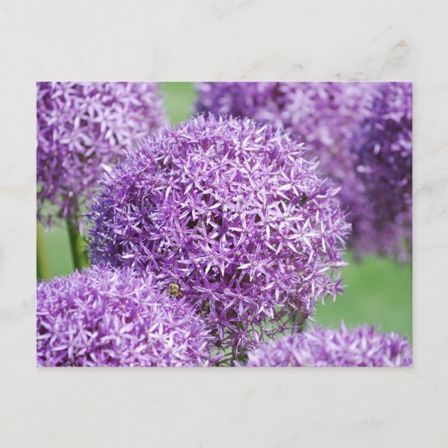 Carte postale Fleurs Allium en fleurs (Devant)