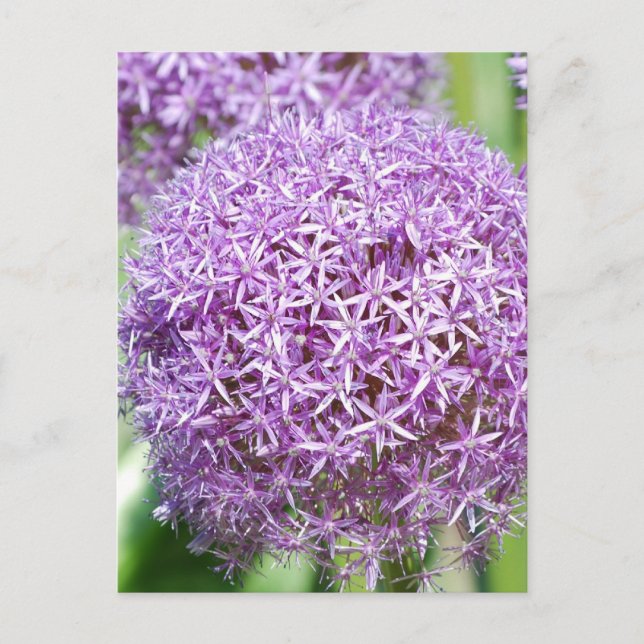 Carte postale Fleurs Allium Violet (Devant)