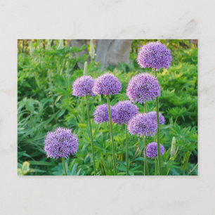 Carte postale Fleurs Allium Violet