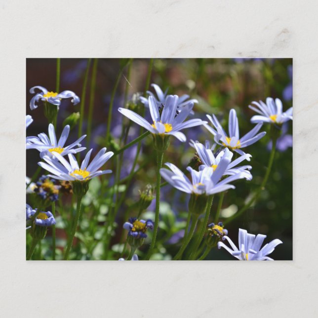 Carte Postale Fleurs au soleil (Devant)