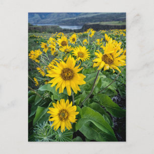 Carte Postale Fleurs   Balsamroot Columbia River, Oregon