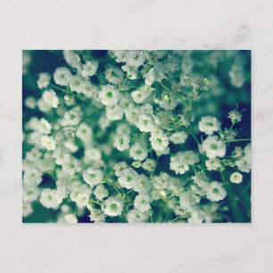 Carte Postale Fleurs blanches