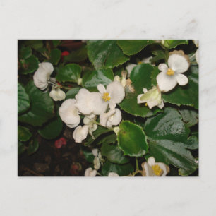 Carte Postale Fleurs blanches