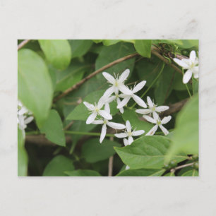 Carte Postale Fleurs blanches #2