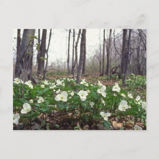 Carte Postale fleurs blanches du Trillium (Devant)
