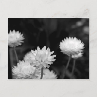 Carte Postale Fleurs blanches en noir et blanc
